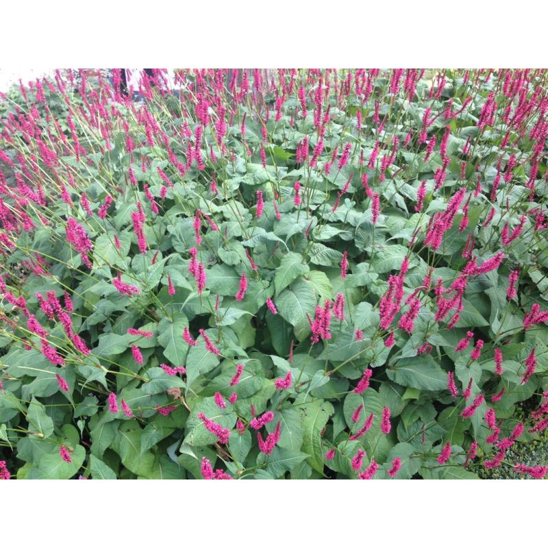 Persicaria Lisan 