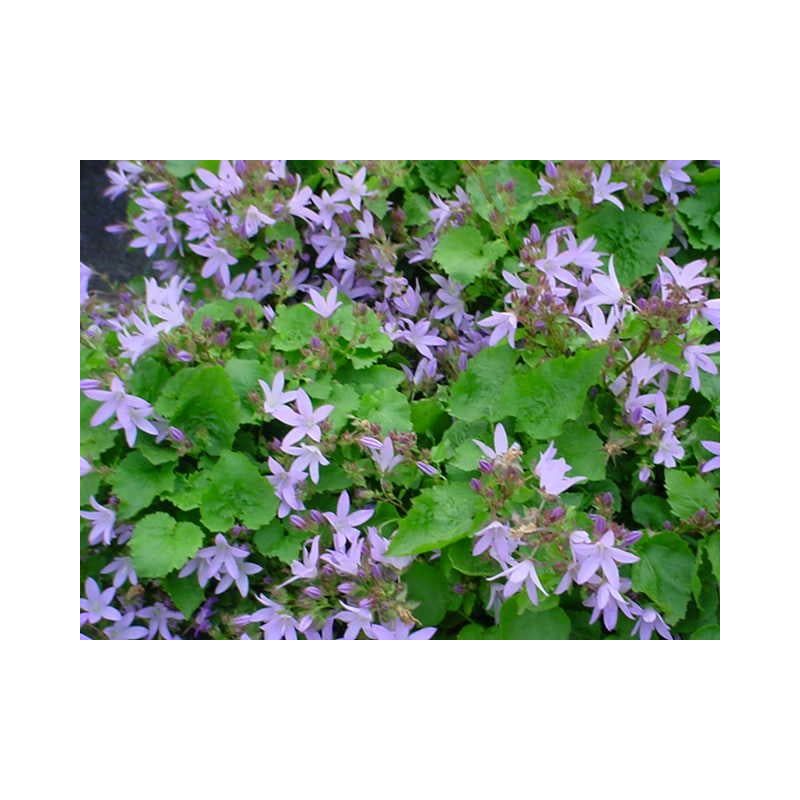 Campanula Lisduggan Variety