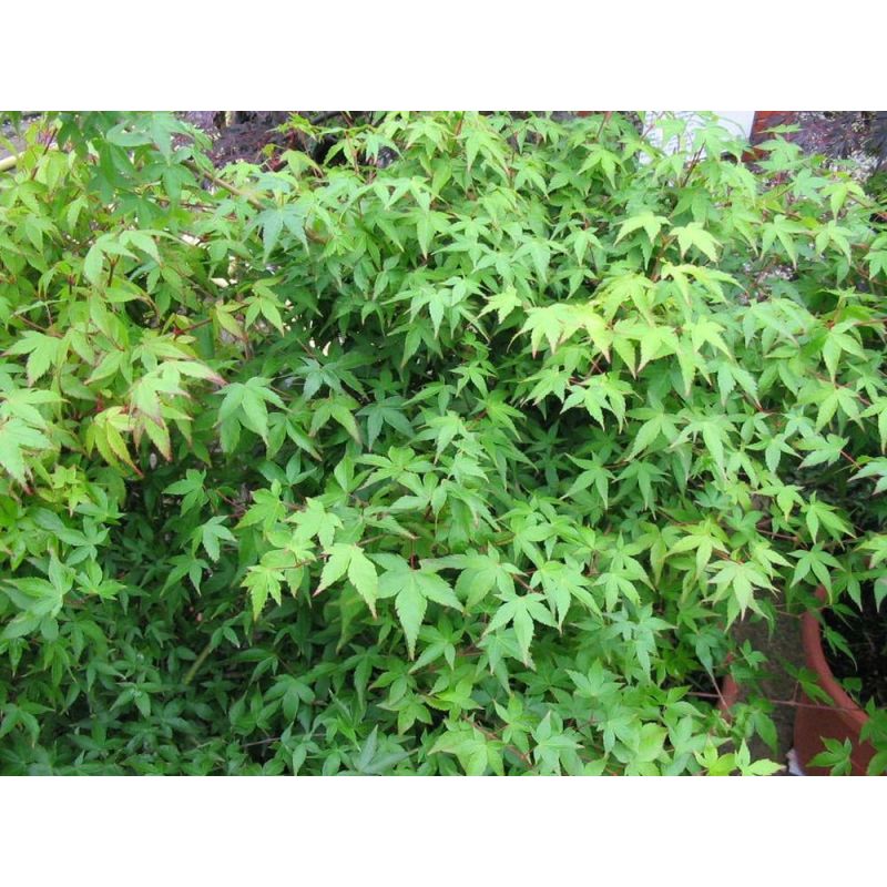 Acer Little Princess