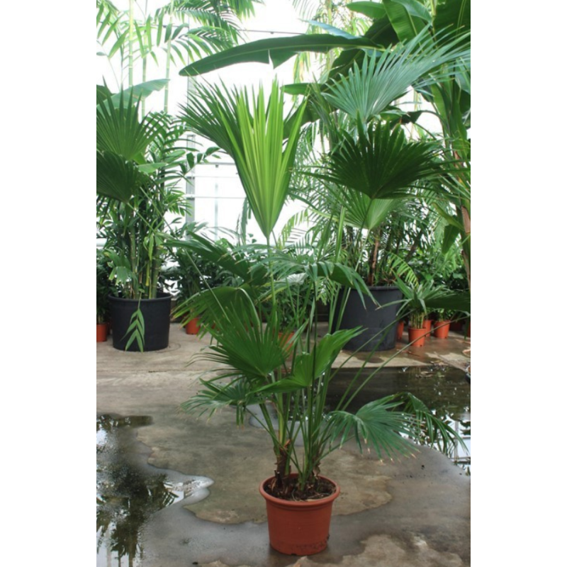 Livistona chinensis