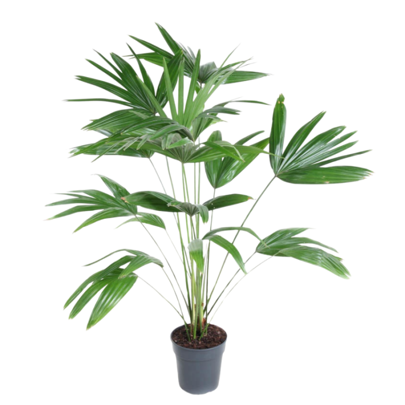 Livistona chinensis