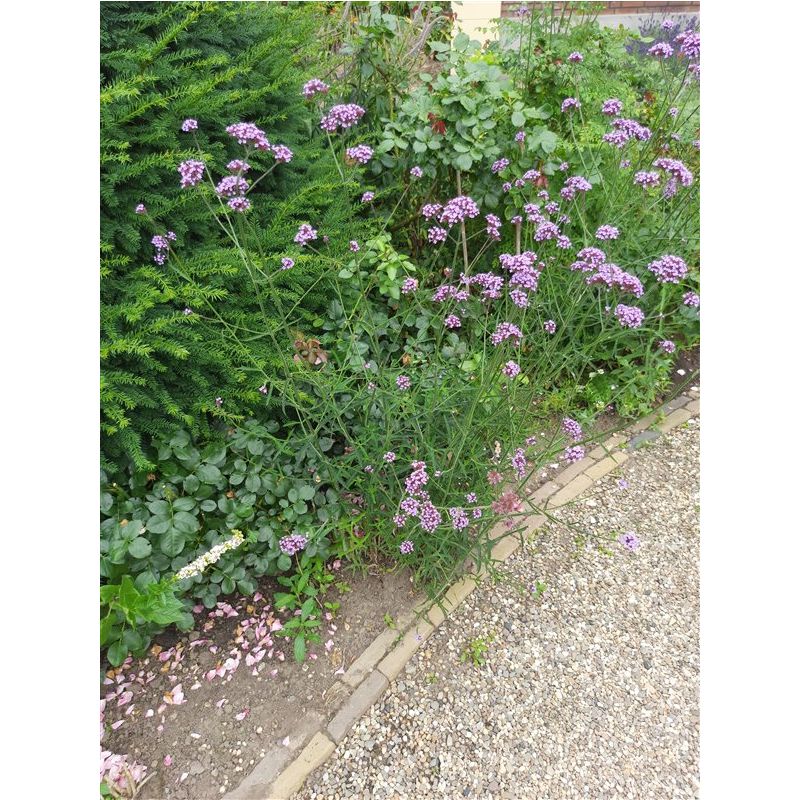 Verbena Lollipop - biologisch