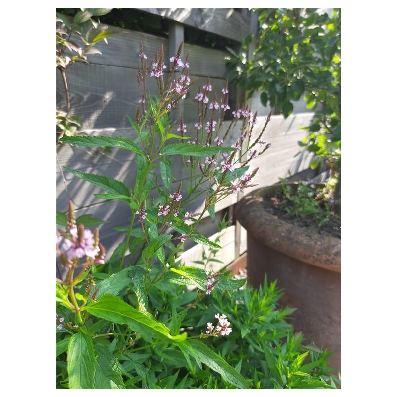Veronica longifolia 