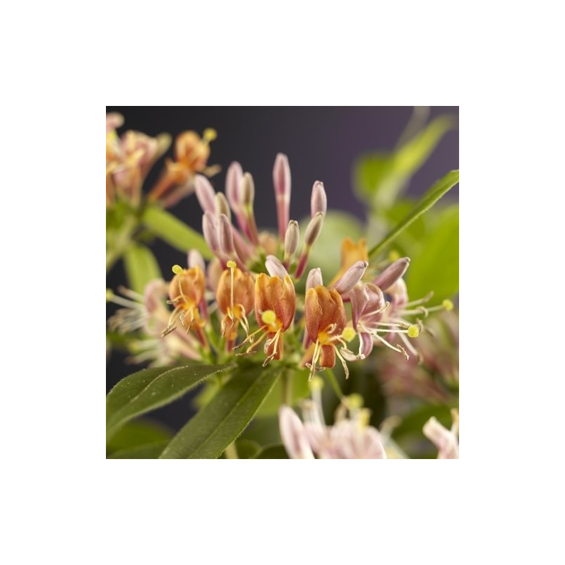 Lonicera henryi