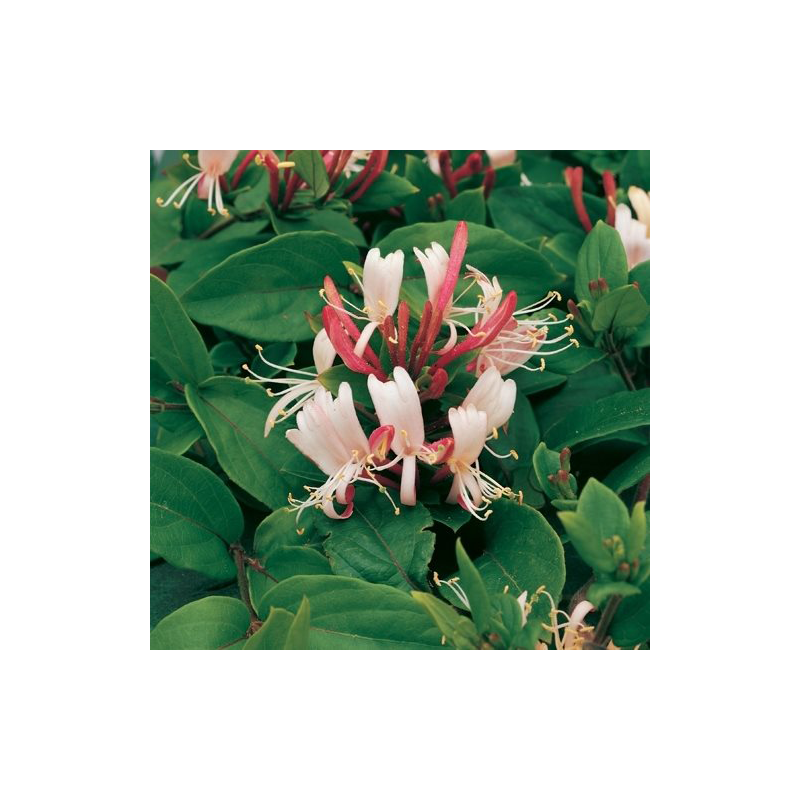 Lonicera Red World