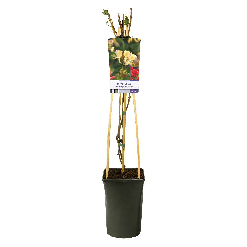 Lonicera Belgica Select