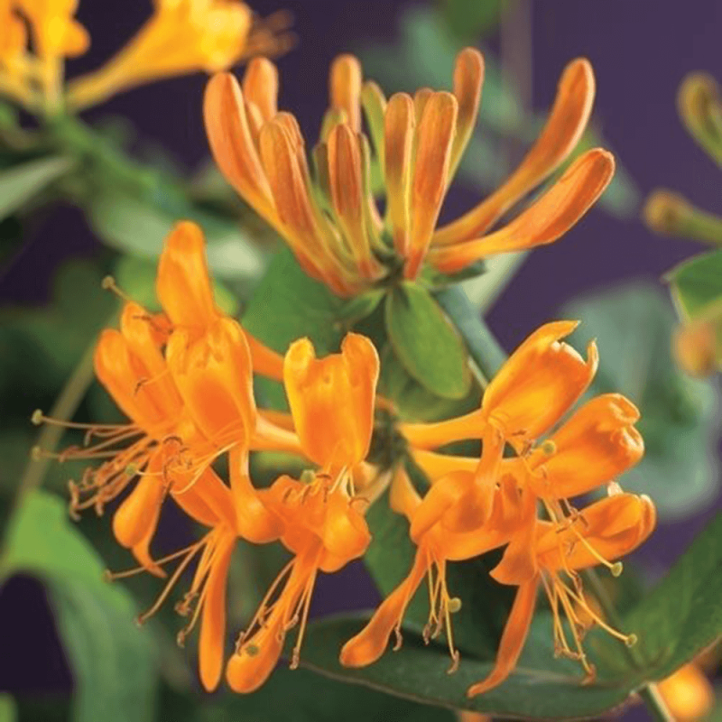 Lonicera tellmanniana