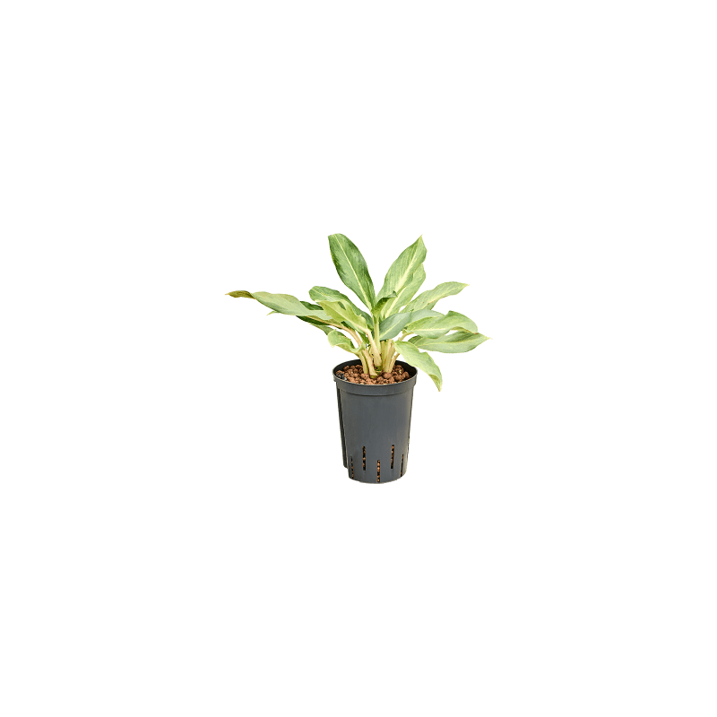 Aglaonema Lucky