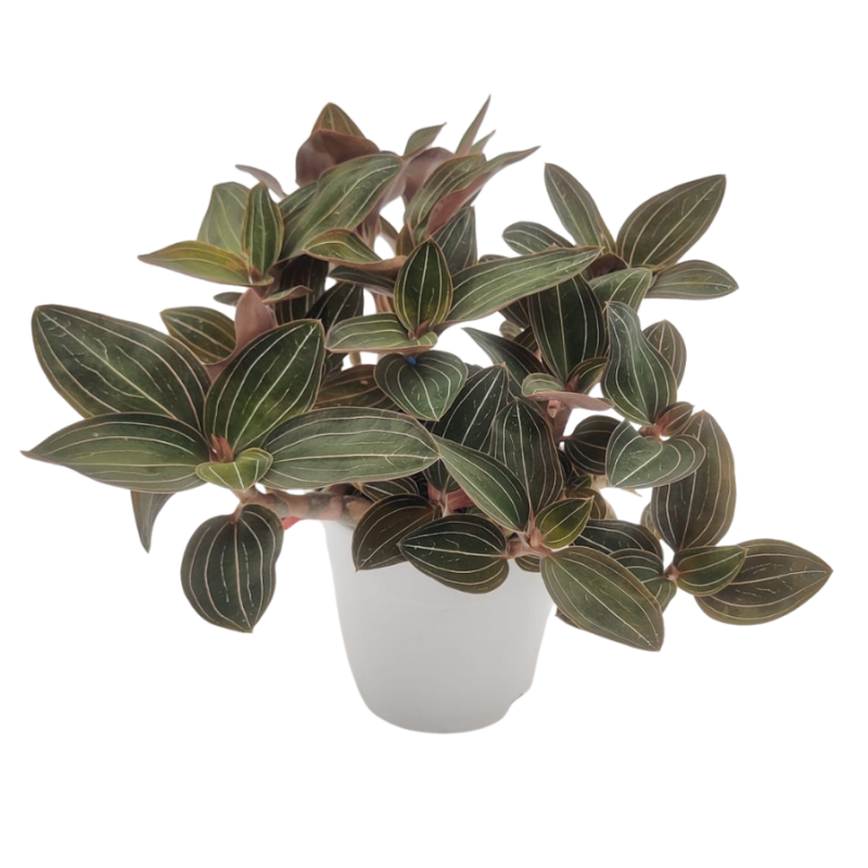 Ludisia discolor