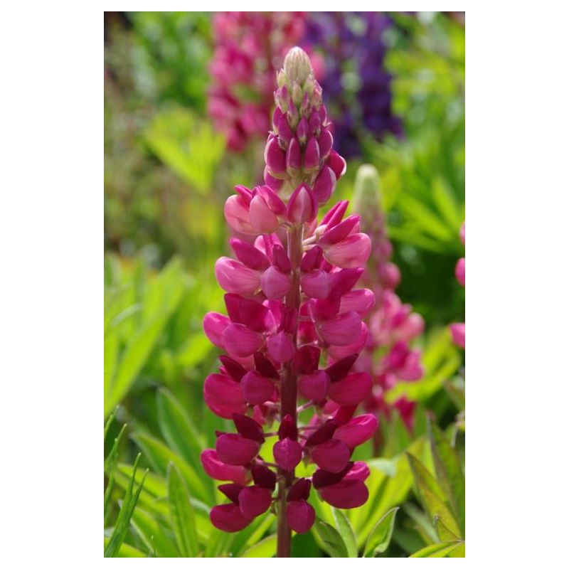 Lupinus Gallery Red 
