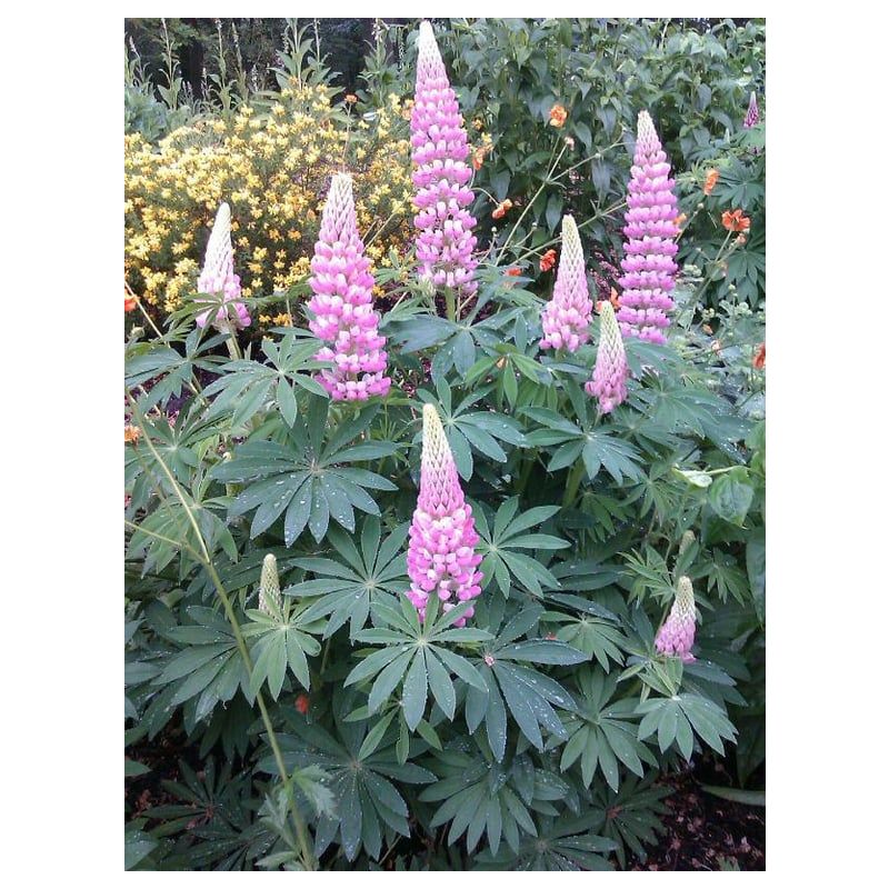 Lupinus The Chatelaine