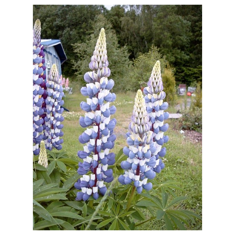 Lupinus The Governor 