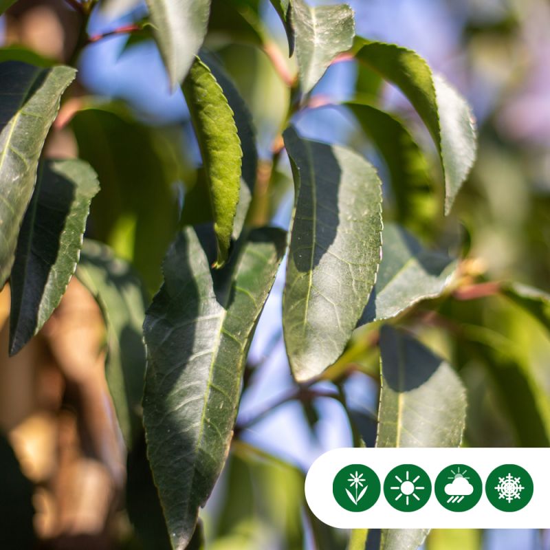Prunus Lusitanica - leiboom laagstam
