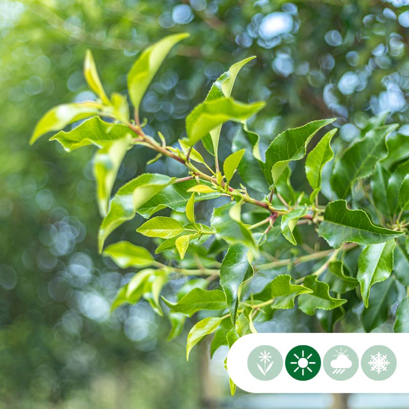 Prunus Lusitanica - leiboom laagstam