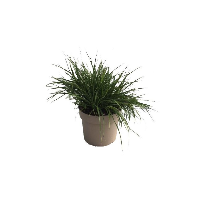 Luzula nivea