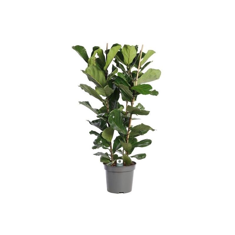 Ficus lyrata straight