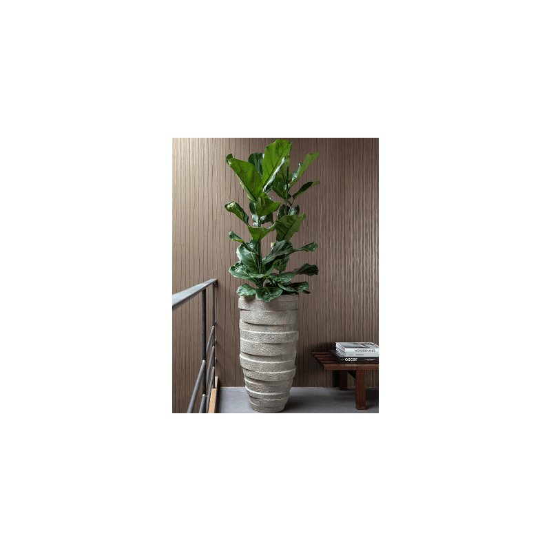 Ficus lyrata straight