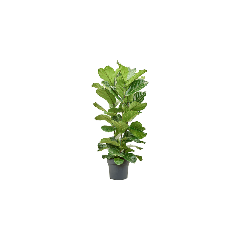 Ficus lyrata straight