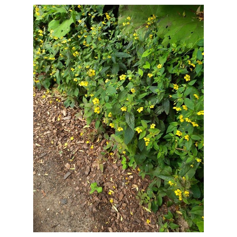 Lysimachia Firecracker