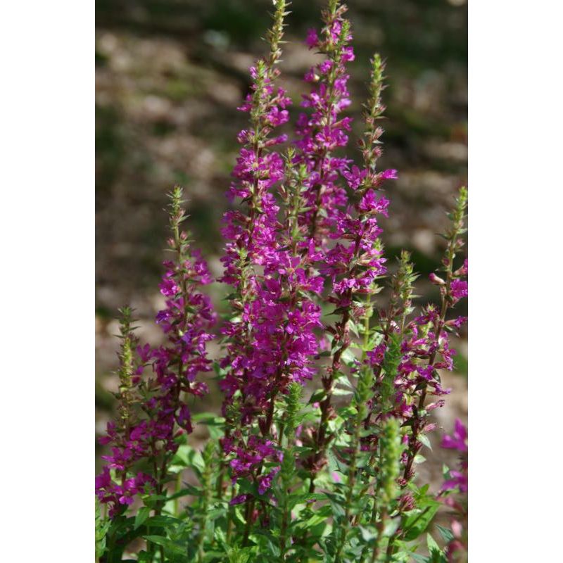Lythrum Robert 