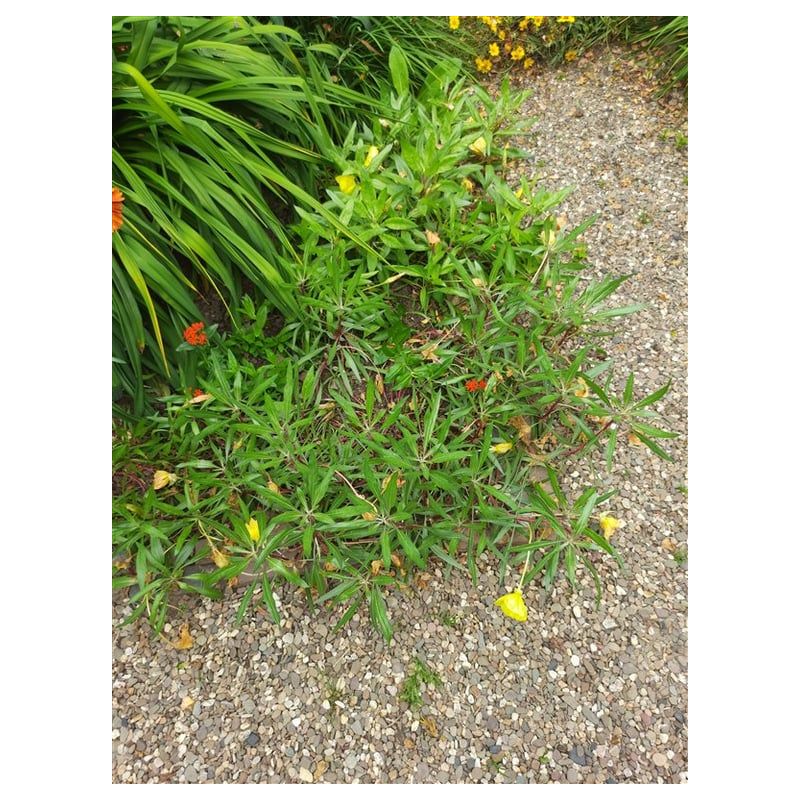 Oenothera macrocarpa 