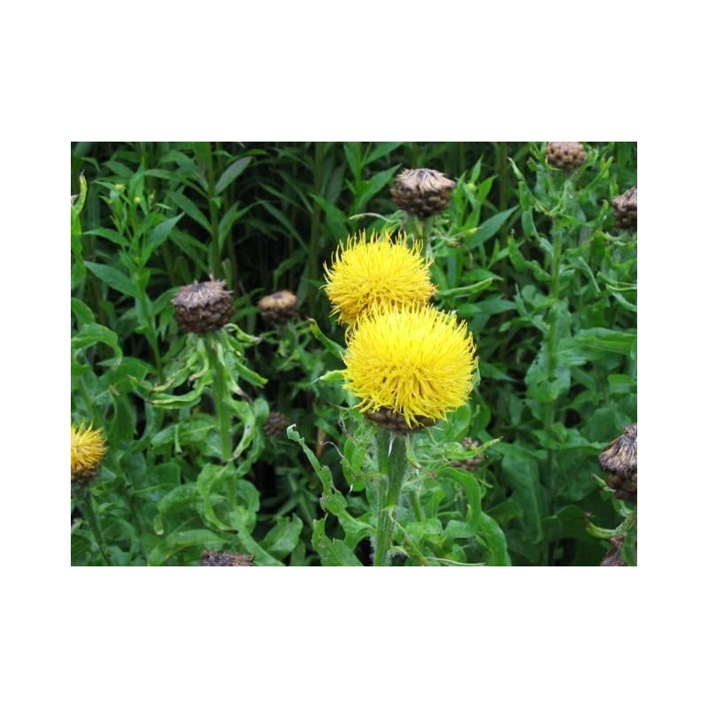 Centaurea macrocephala
