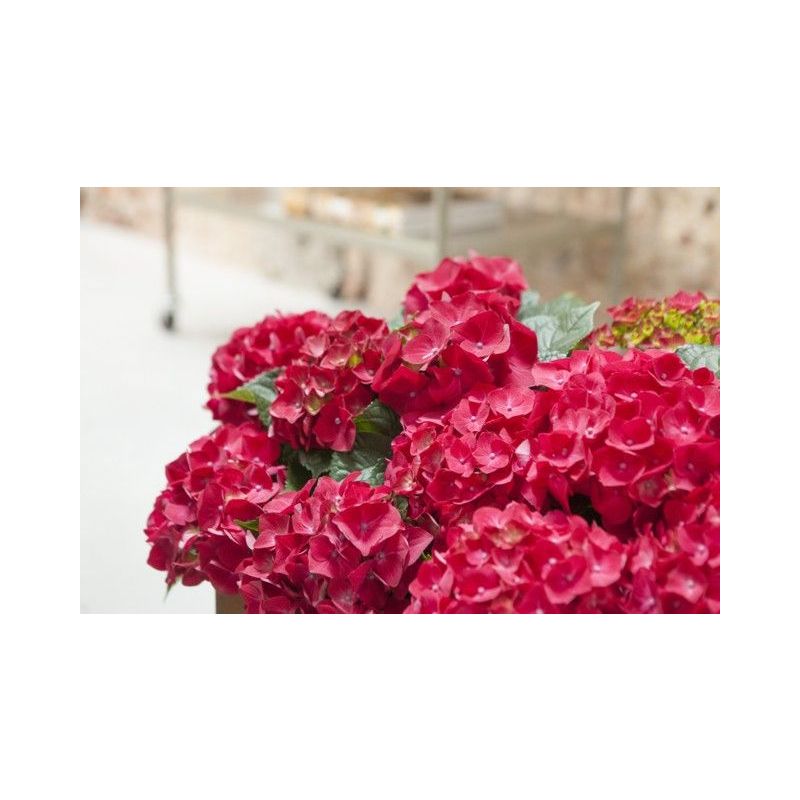 Hydrangea macrophylla rood