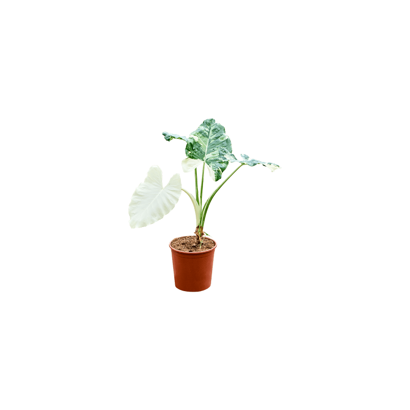 Alocasia macrorrhiza Variegata op stam