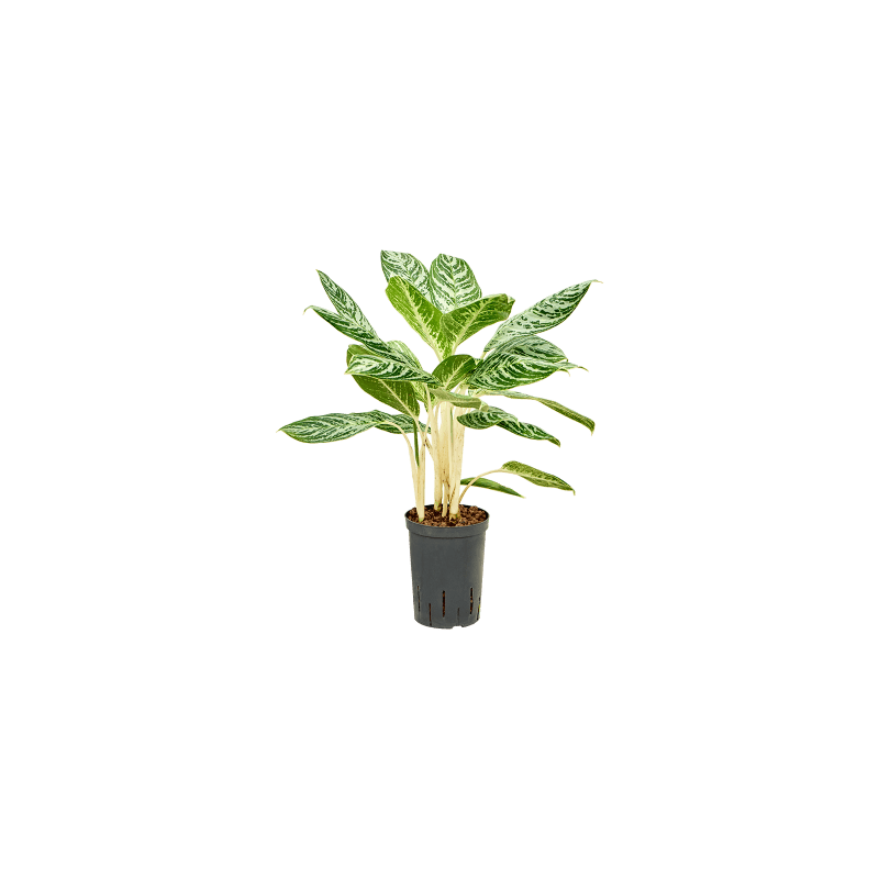 Aglaonema Madonna