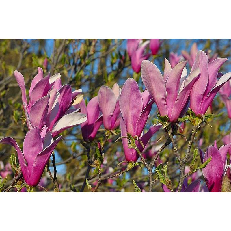 Magnolia Nigra