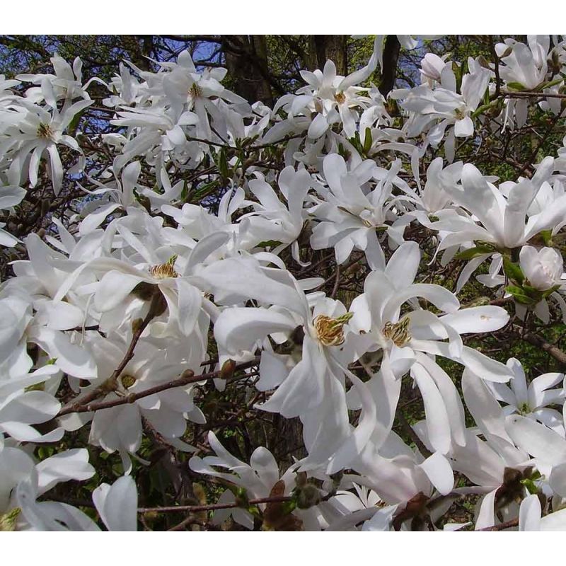 Magnolia Royal Star