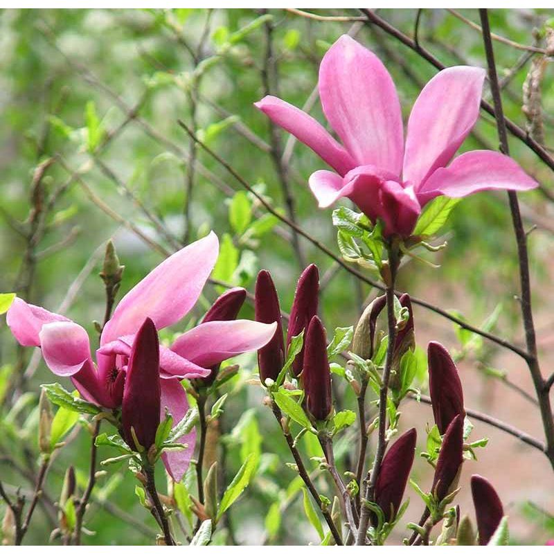 Magnolia Susan