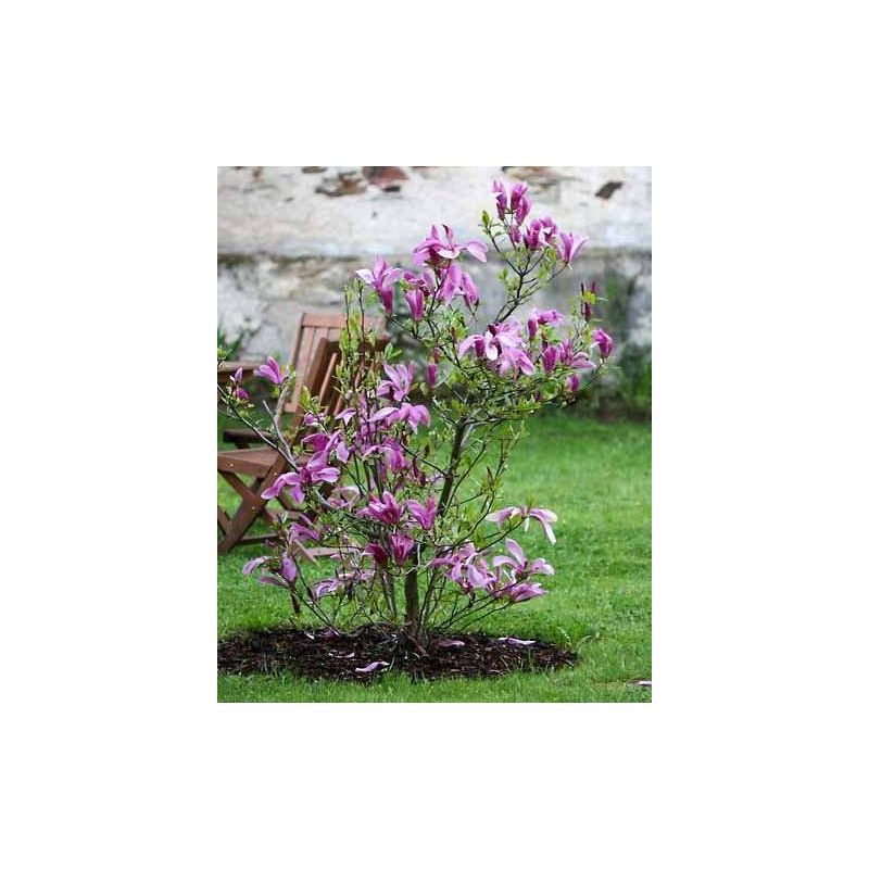Magnolia Susan