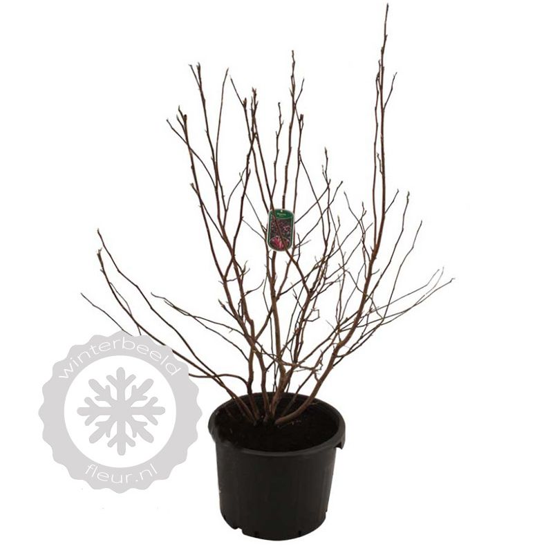 Magnolia Susan