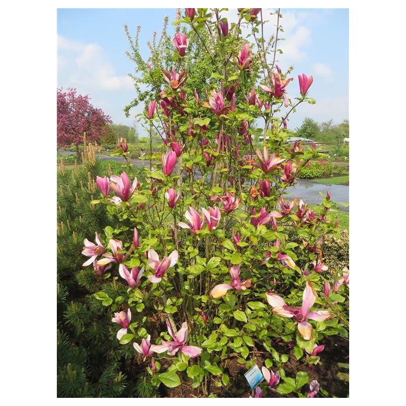 Magnolia Nigra
