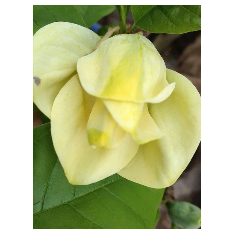 Magnolia Yellow River