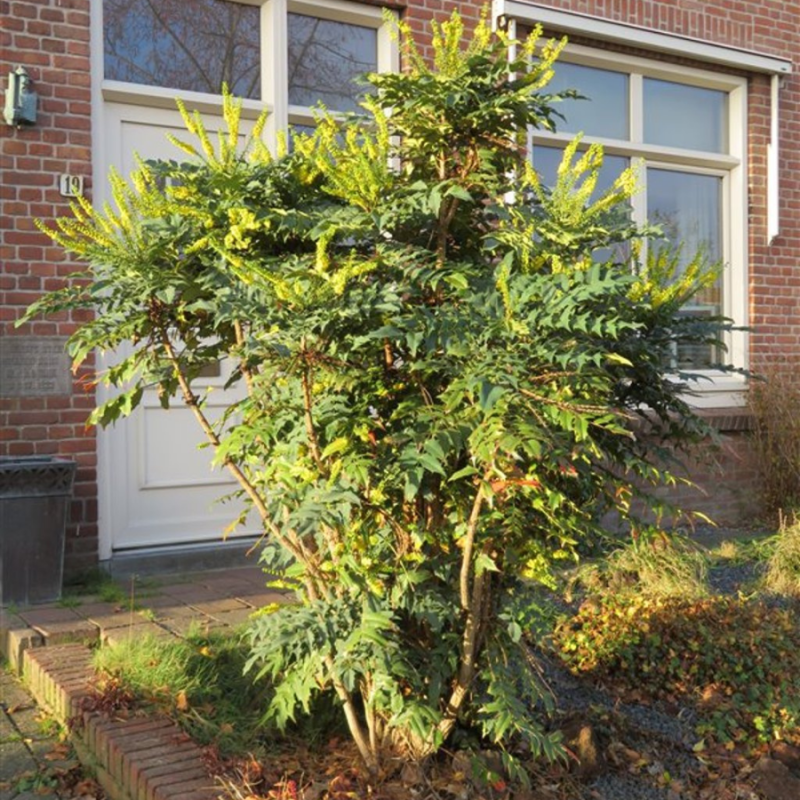 Mahonia Hivernant