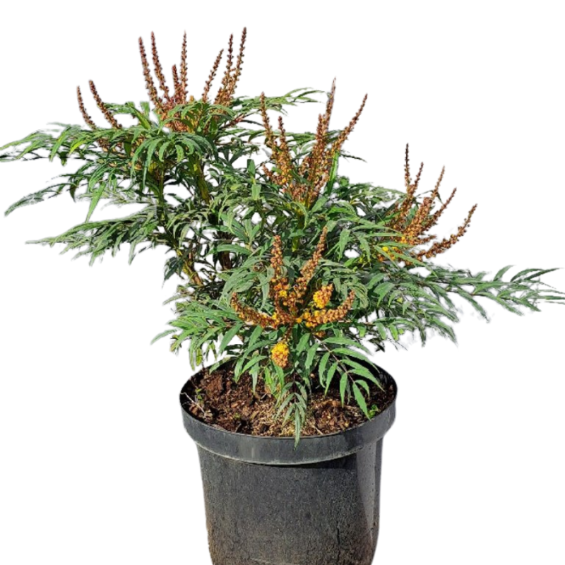 Mahonia Volcano