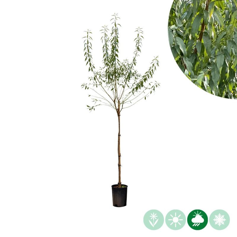 Prunus Makako