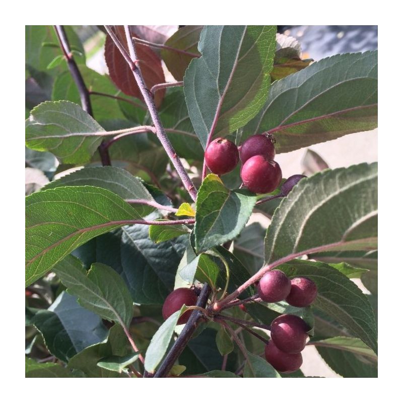 Malus Mokum