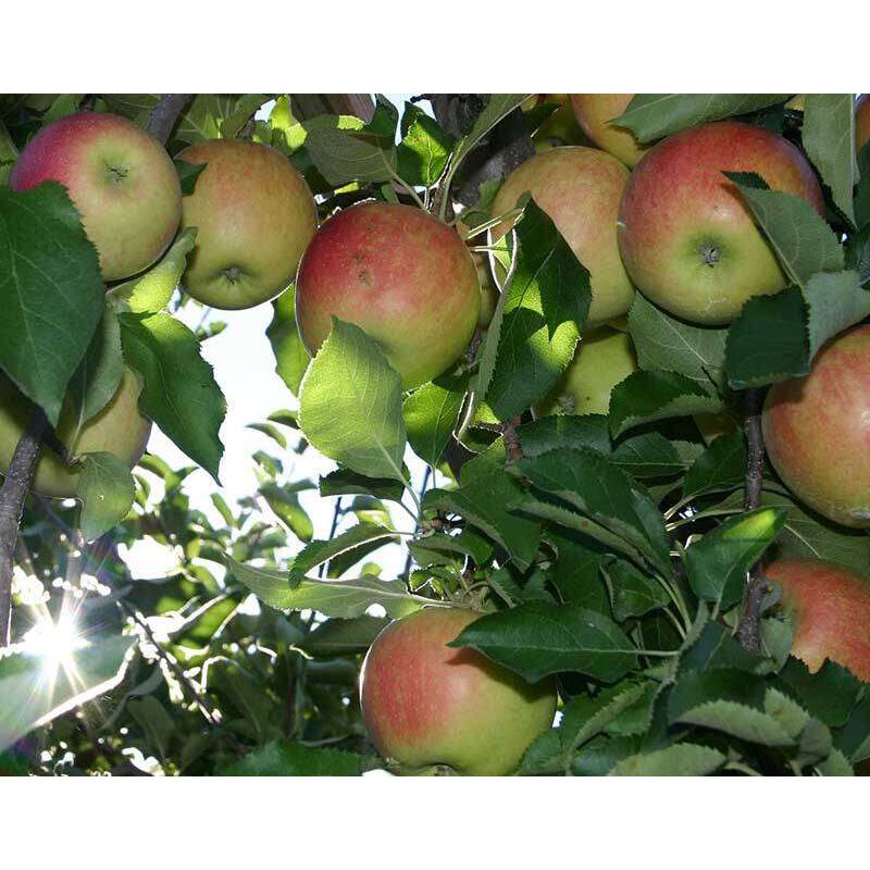 Malus Notarisappel - leiboom hoogstam