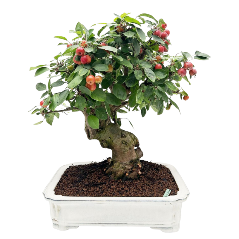 Malus domestica - bonsai