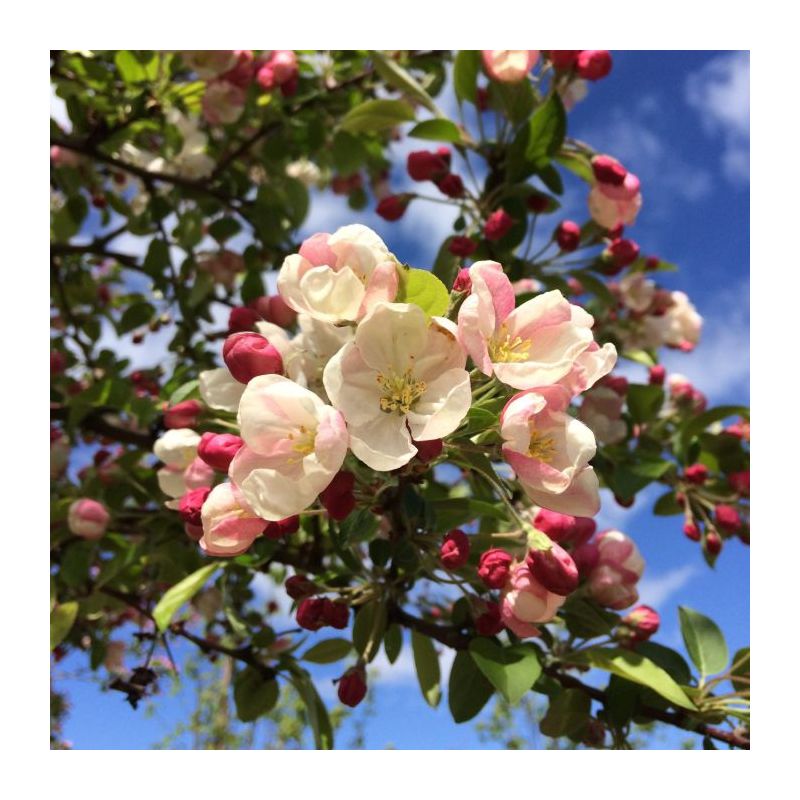 Malus Evereste