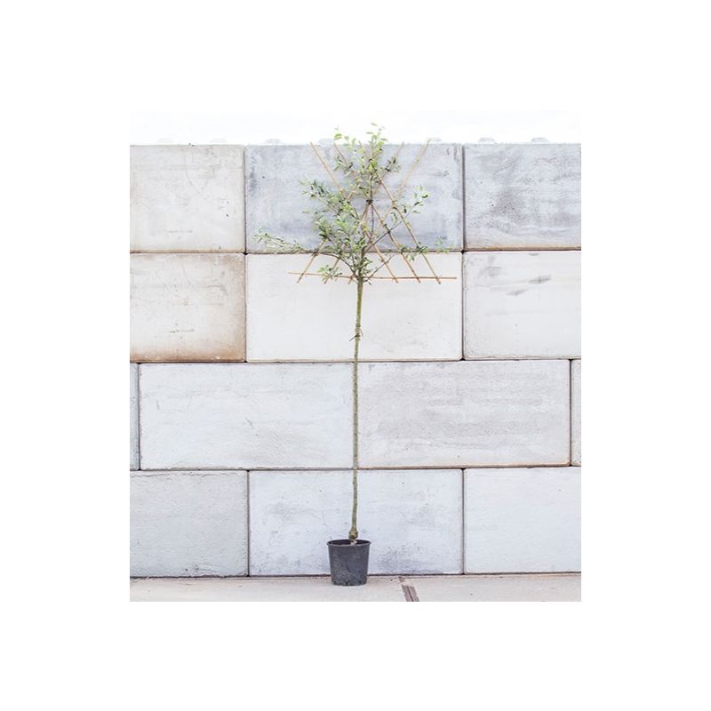 Malus Notarisappel - leiboom hoogstam