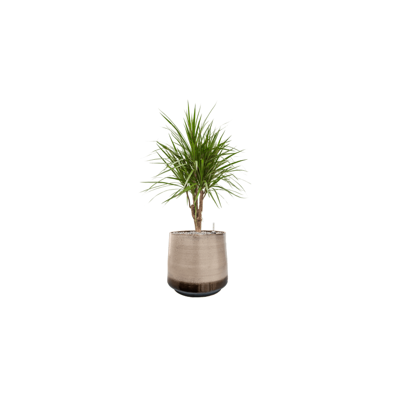 Dracaena marginata vertakt