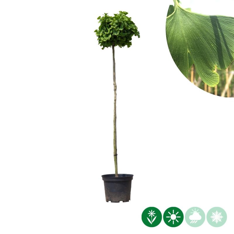 Ginkgo Mariken