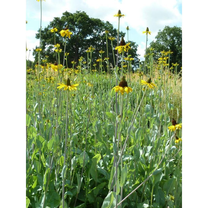 Rudbeckia maxima 
