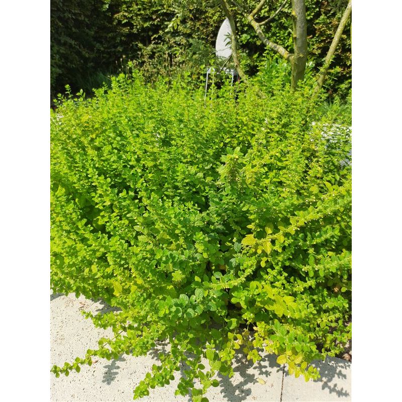 Melissa officinalis