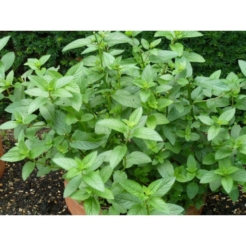 Mentha piperita 