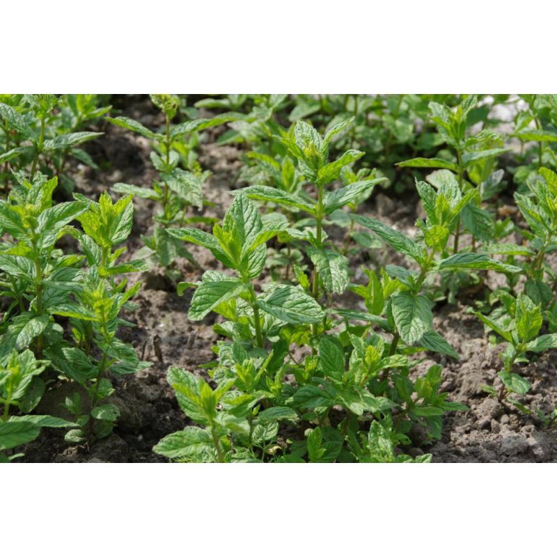 Mentha spicata